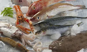 25987567   fresh catch of fish and other seafood jpeg