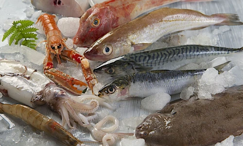 25987567   fresh catch of fish and other seafood jpeg