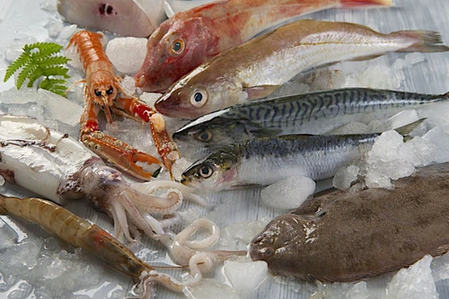 25987567   fresh catch of fish and other seafood jpeg