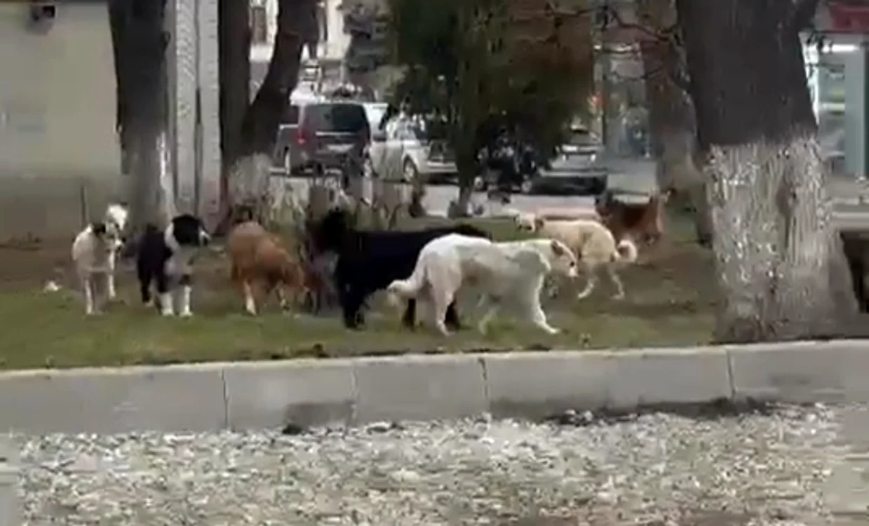 Haită de câini în Suceava FOTO Alina Iosif