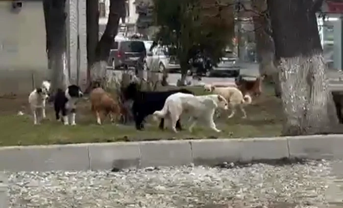 Haită de câini în Suceava FOTO Alina Iosif