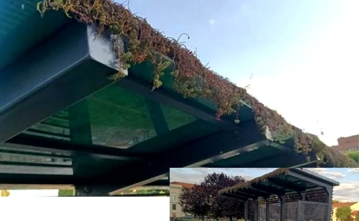 Plantele de pe acoperişul staţiei-pilot au fost otrăvite. FOTO: Tele9TV