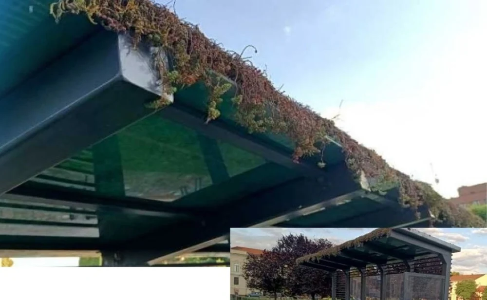 Proiectul Primăriei Arad de a acoperi stațiile de transport cu plante a fost sabotat. Analizele confirmă intervenţia unei „mâini criminale” care a otrăvit vegetaţia