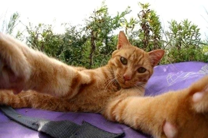 
    Animal selfies  