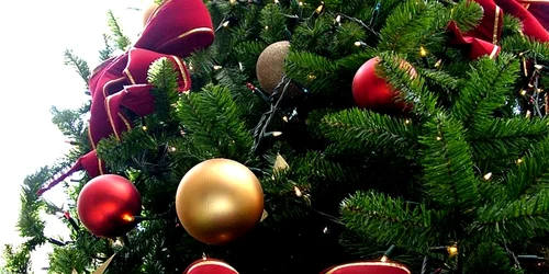 Bradul va avea o înălţime de 12 metri