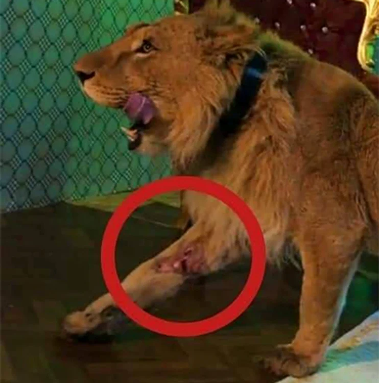 Animalul are o rană şi este subnutrit