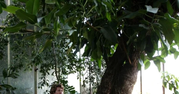 Plante de pe tot globul pământesc, în serele Grădinii Botanice