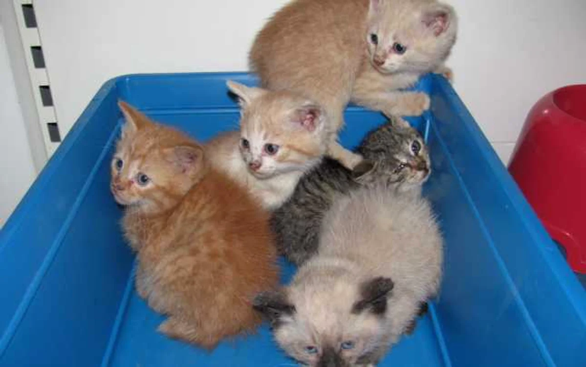 Foto pisici petshop