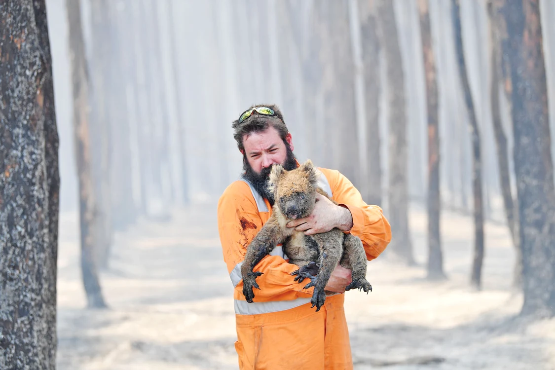 Pompierul veteran Simon Adamczyk  salvează un koala  din pădurea  cuprinsă  de flăcări