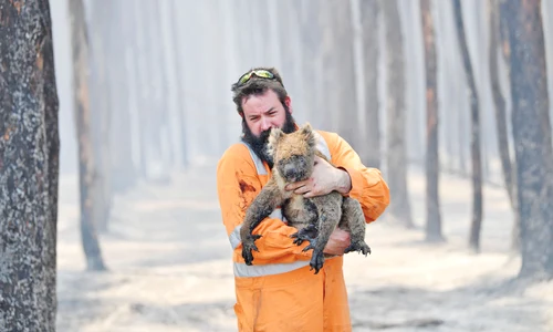 Pompierul veteran Simon Adamczyk  salvează un koala  din pădurea  cuprinsă  de flăcări jpeg