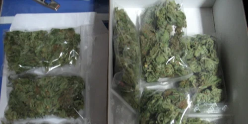 cannabis constanta foto politie