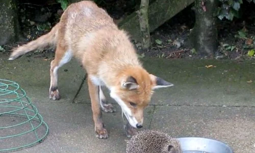 vulpe, arici, mancat aceeasi farfurie jpeg