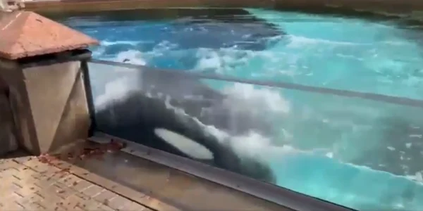 o balena ucigasa captiva se izbeste cu capul de bazin foto captura video