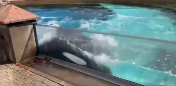 Balenele şi delfinii, trăiesc în general puţin în captivitate Foto: Captură video