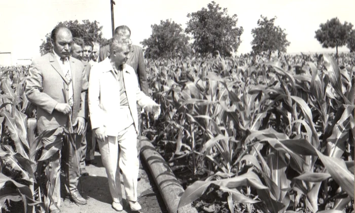 Nicolae Ceaușescu, în vizită la Întreprinderea agricolă de stat Amzacea, județul Constanța (©  „Fototeca online a comunismului românesc”, cota: 88/1979)