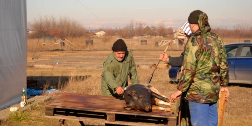 Constantin Dumitru sacrifică porcii în ziua de Ignat de mai bine de 30 de ani (foto: Sebi Radu)