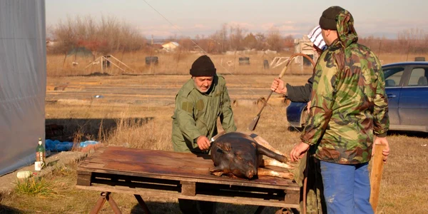 Constantin Dumitru sacrifică porcii în ziua de Ignat de mai bine de 30 de ani (foto: Sebi Radu)
