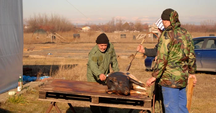 Constantin Dumitru sacrifică porcii în ziua de Ignat de mai bine de 30 de ani (foto: Sebi Radu)