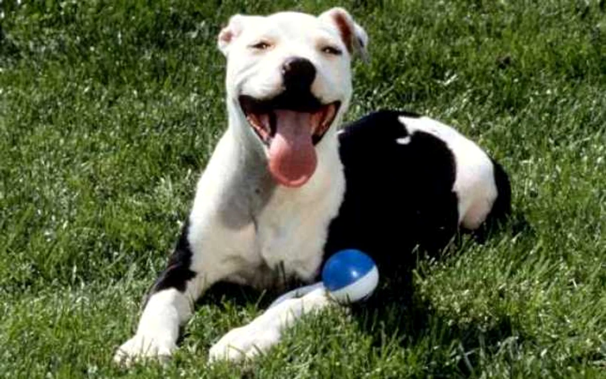 Rase de câini interzise în Europa. American Pitt Bull Terrier/FOTO listverse.com