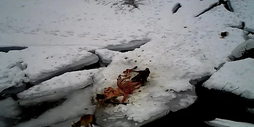 Acvila de munte devorează leşul unui cerb în Retezat 