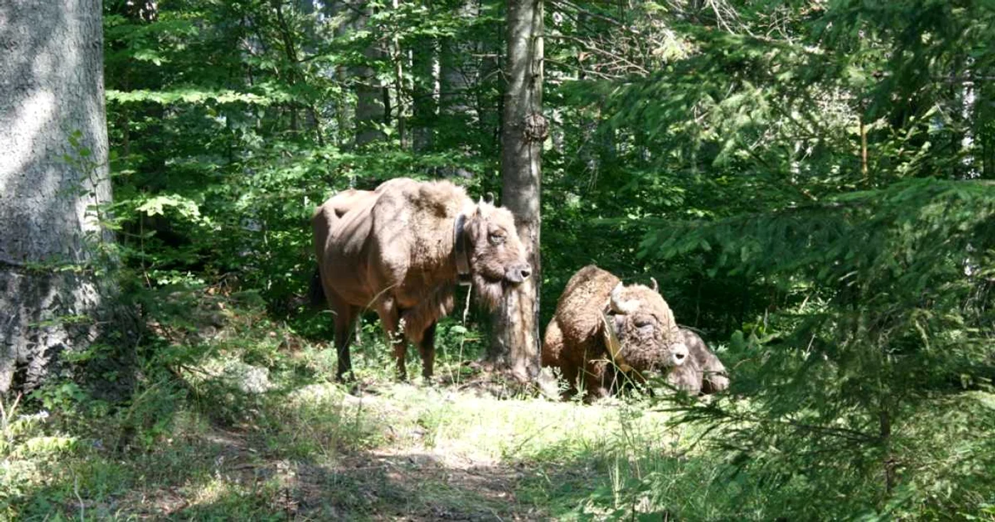 Zimbrii eliberaţi din ţarcuri s-au acomodat vieţii din pădure FOTO