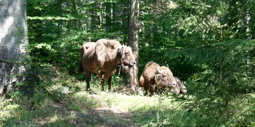 Zimbrii eliberaţi din ţarcuri s-au acomodat vieţii din pădure FOTO