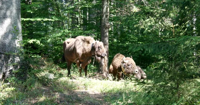 Zimbrii eliberaţi din ţarcuri s-au acomodat vieţii din pădure FOTO