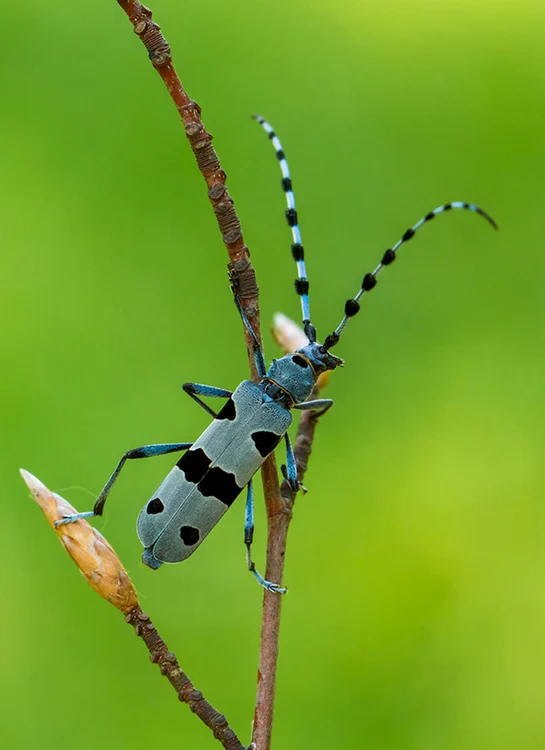 Insecta este protejată de lege / foto: liferosalia.ro