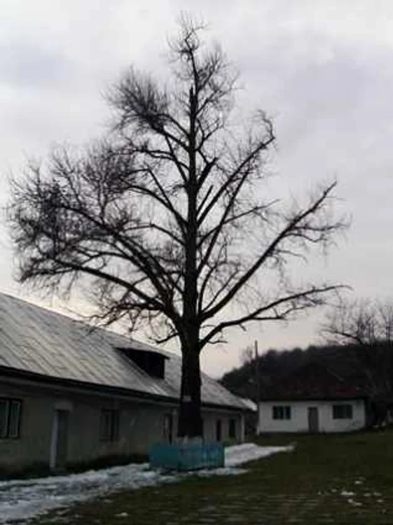 ginkgo biloba gardani