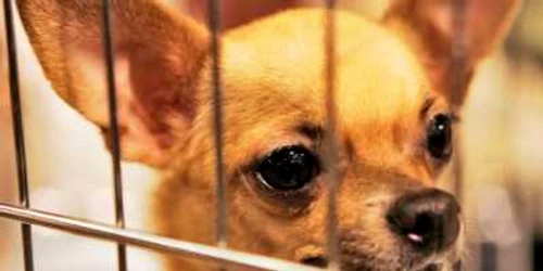 Tot mai mulţi câini Chihuahua ajung în adăposturi