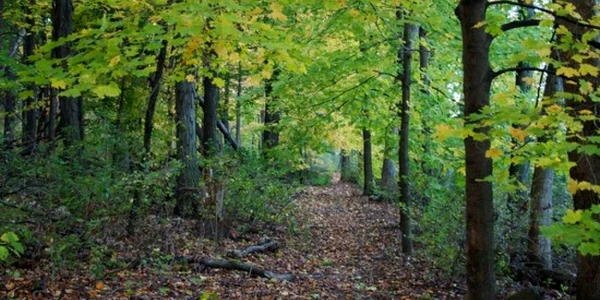 Arboretum Simeria.