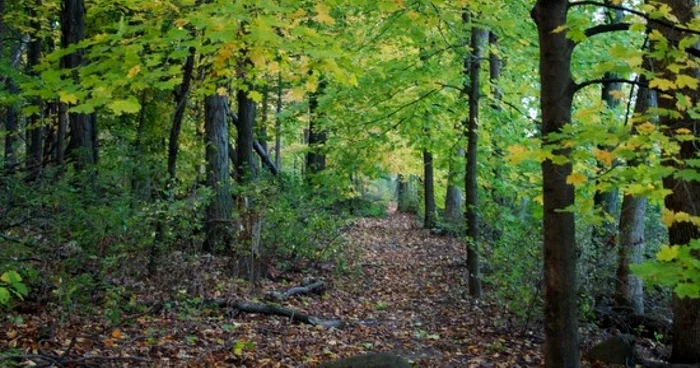 Arboretum Simeria.