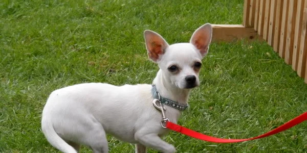 cacib satu mare