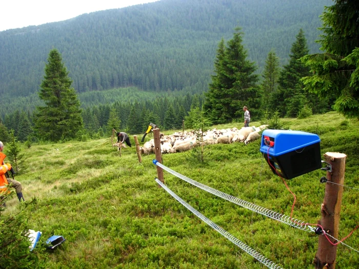 Garduri electrice au fost montate în zona de munte, la stâne FOTO Şilviu Chiriac