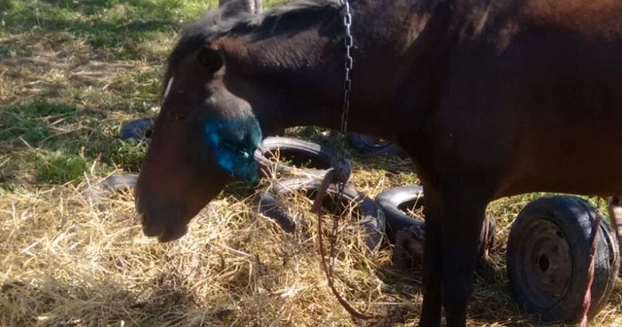 Starea calului este foarte gravă FOTO: Federaţia Naţională pentru Protecţia Animalelor