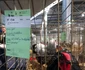 Cocoșul campion de la Margina FOTO arhivă personală