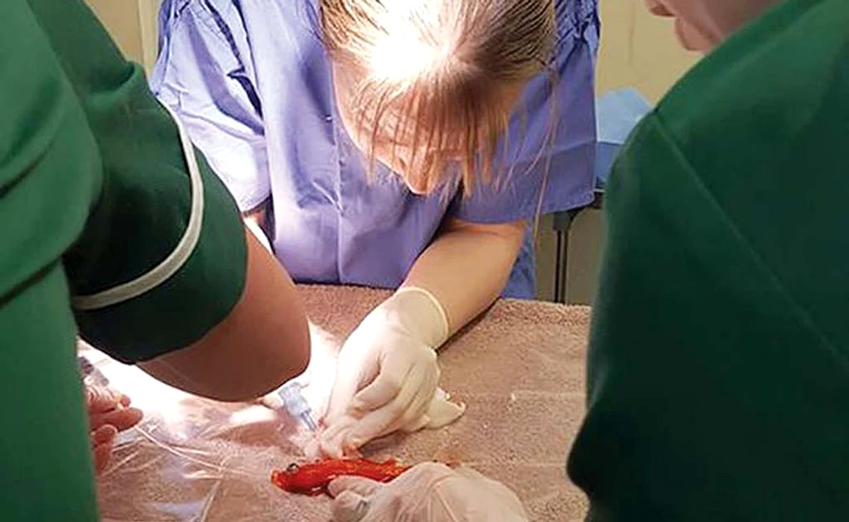 
    Speranţa de viaţă  a peștișorului este de  10 ani, însă poate să  trăiască şi peste 20 de ani  