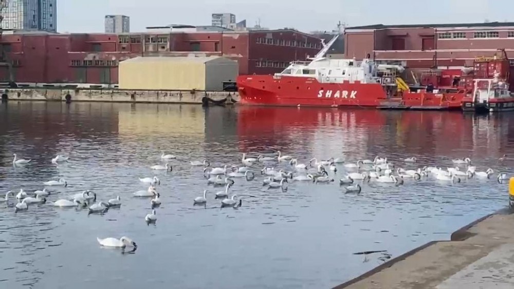 Invazie de lebede în portul Constanța. Avertismentul biologilor, cu ce nu trebuie hrănite sub nicio formă VIDEO