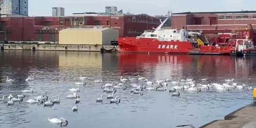 lebede in portul conastanta foto ziua de constanta jpg