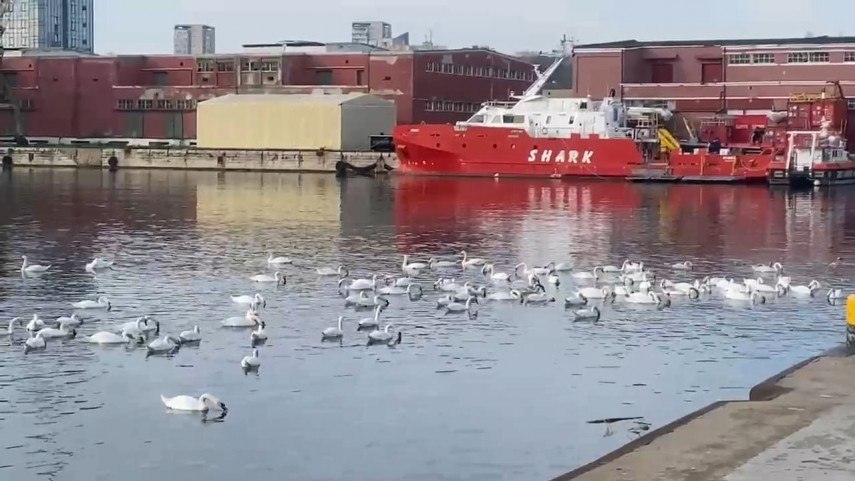 Apariția masivă a lebedelor în portul Constanța. Avertizarea specialiștilor despre hrana interzisă pentru ele. Video. Apariția masivă a lebedelor în portul Constanța. Avertizarea specialiștilor despre hrana interzisă pentru ele. Video.