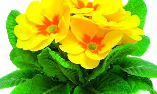 1 48362 original jpg jpeg