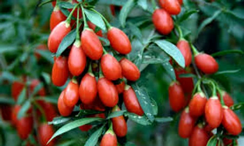 fructe goji jpeg
