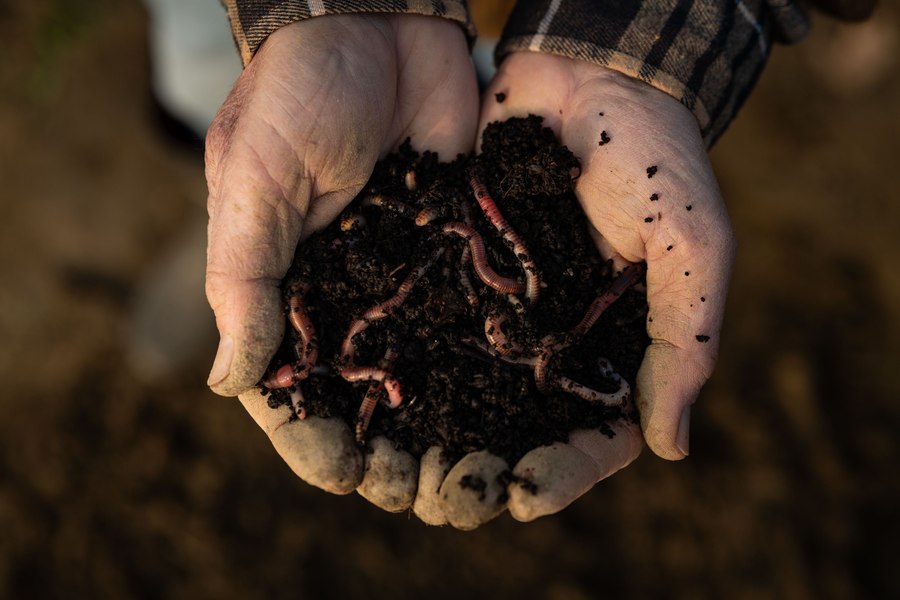 Râmele sunt responsabile pentru 6,5% din producţia mondială de cereale