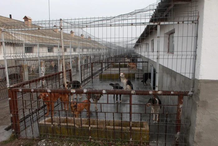 Târgumureşeanul ar putea duce câinii la adăpostul din oraş FOTO: arhivă