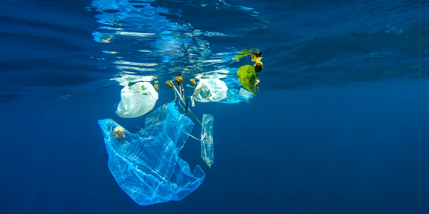 Pungile din plastic sunt confundate de viețuitoarele marine cu meduzele 