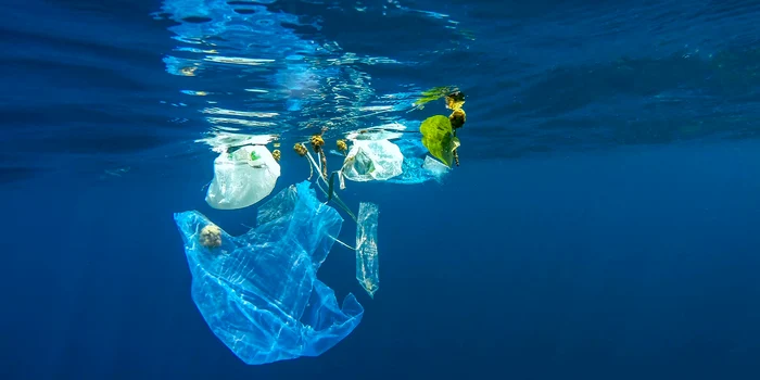 Pungile din plastic sunt confundate de viețuitoarele marine cu meduzele
