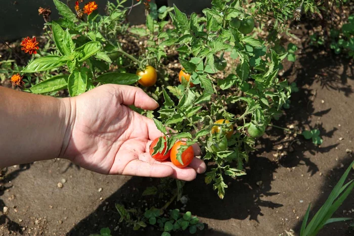 Roşiile cherry aproape că s-au copt