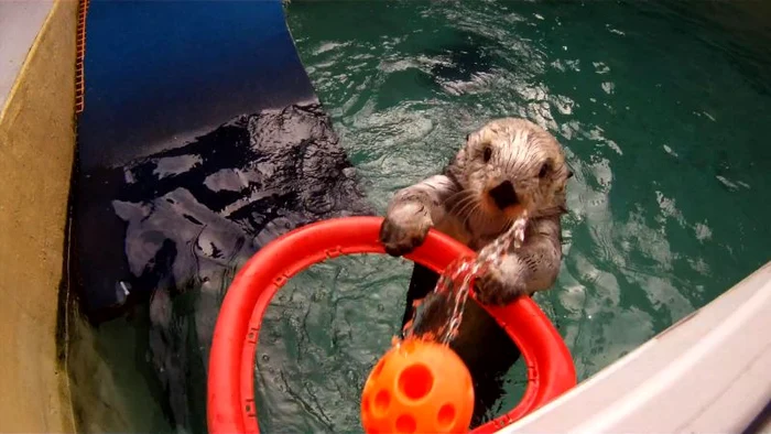 Eddie ştie să dea la coş ca nicio altă vidră de mare (Foto: Mercury Press & Media Ltd)&%&