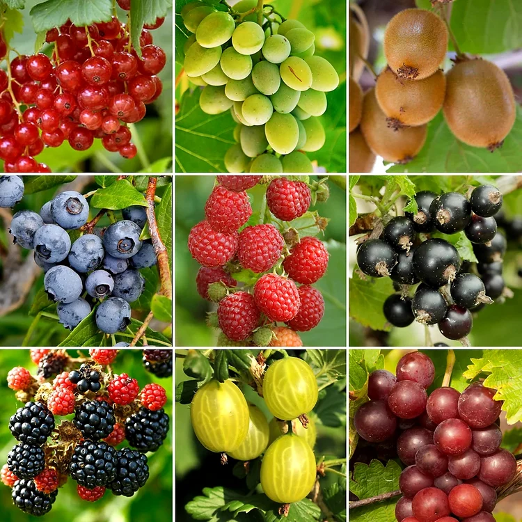 Varietate de fructe din pomi și arbuști productivi Foto B&Q