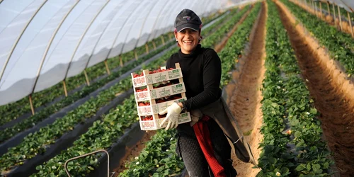 O firmă din Danemarca angajează agricultori din România